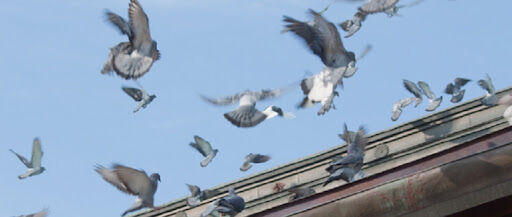 害鳥とは？害鳥の種類と駆除する方法